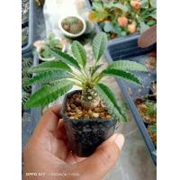 ราคา มะพร้าวทะเลทราย Dorstenia ขนาดของลำต้นประมาณ 2 ซม ต้นกระบองเพชร ต้นแคคตัส แคคตัส กระบองเพชร (20804418688)