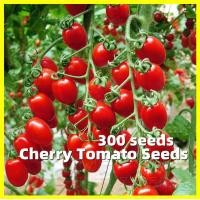 ราคา Sweet Red Cherry Tomato Seeds เมล็ดพันธุ์ มะเขือเทศเชอรี่ 300เมล็ด ซอง เมล็ด ปลูกง่าย ปลูกได้ทั่วไทย Dwarf Tomato Seeds for Planting Tomato Fruit Seeds Vegetables Plants เมล็ดพันธุ์ผลไม้ พันธุ์ผลไม้ เ