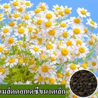 ราคา พร้อมส่ง เมล็ดพันธุ์ดอกเดซี่ดอกเล็กปลูกง่าย บรรจุถุงละ 100 เมล็ด ปลูกสด 100 ปลูกกระถางสวนได้ เมล็ดพันธุ์ดอกไม้ประดับ เมล็ดพันธุ์ดอกไม้ประดับ เมล็ดพันธุ์ดอกไม้ประดับ ปลูกได้ทั่วไทย ปลูกกระถางสวย บอนไซ 