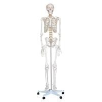 ราคา Anatomy model NK 101 หุ่นจำลองโครงกระดูกมนุษย์ ขนาด 180 เซนติเมตร (5357092)