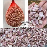 ราคา กระเทียมไทย กระเทียมม่วงแกะกลีบ กลีบใหญ่ เนื้อหนา (20410980982)