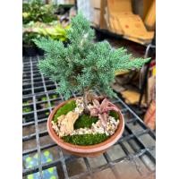 ราคา สวนถาด ไม้มงคล บอนไซแคระ สน แก้วแคระ (20748878309)