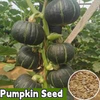 ราคา พร้อมส่ง ผลผลิตสูง Sweet Wax Pumpkin Seed 10 เมล็ด พืชเมล็ดฟักทองขนาดเล็ก เมล็ดฟักทองอินทรีย์ เมล็ดฟักทอง เมล็ดเกาลัด เมล็ดฟักทองสวน เมล็ดบอนไซ งอกเร็วสามารถปลูกได้ทั่วประเทศไทย เมล็ดพืชผัก พันธุ์ผัก 