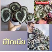 ราคา บีโกเนีย Begonia ก้นหอย เลี้ยงง่ายมีอายุหลายสิบปี (11269737053)