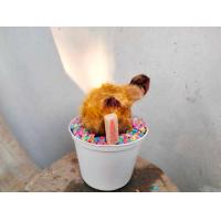 ราคา ว่านลูกไก่ทอง หงอนสวยสมบูรณ์ (19500289675)