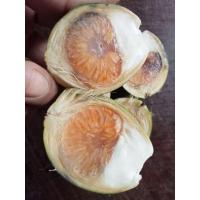 ราคา หมากอ่อนตัดสด สดจากคนสวนโดยตรงขายเป็นกืโล (20148318649)