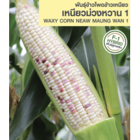 ราคา เมล็ดพันธุ์ ข้าวโพด เหนียวม่วงหวาน1 65 เมล็ด เหนียว นุ่ม หวาน เปลือกหุ้ม ปลายฝักมิดชิด ข้าวโพดข้าวเหนียว เมล็ดพันธุ์ข้าวโพด เมล็ดข้าวโพดข้าวเหนียว ตราเจียไต๋ (21151321728)