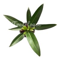 ราคา ฟิโลเดนดรอน ก้านป่อง กระถาง 6 นิ้ว 6 7 ใบ Philodendron martianum Pot 6 (20711313171)