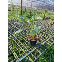 ราคา ซานาดูแคระ Philodendron Xanadu กระถาง 5 นิ้ว (20875083602)