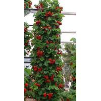 ราคา ขายส่ง 100 เมล็ด เมล็ดสตรอเบอรี่เลื้อย Climbing Strawberries สตรอเบอรี่เลื้อย ตระกูลเบอรี่ Berries ผลไม้ สตรอเบอรี่ strawberry พืชล้มลุก ผลไม้เมืองหนาว (10878872429)