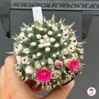 ราคา แมมอิรุซามุ แมมปุยหิมะ กระถาง 2 5 นิ้ว Mammillaria bucareliensis Erusamu แคคตัส กระบองเพชร cactus succulent (16119469476)