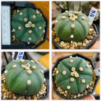 ราคา แอสโตรไฟตัม 5 พูแทรก มายริโอ ฟุกุริว 5 พู 6 พู Astrophytum myriostigma cactus แคคตัส กระบองเพชร (20864445347)