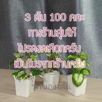 ราคา ต้นไม้มงคล ต้นไม้ปลอม 39 บาท 3 ต้น 100 บาท เสริมโต๊ะทำงาน (11116335263)