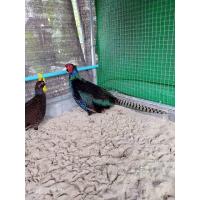 ราคา ไข่เชื้อ ไก่ฟ้าคอแหวนเขียว สำหรับฟัก 1 ฟอง (21333055492)