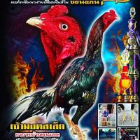 ราคา ใข่ไก่ ชนสำหรับฝัก 1ใบ แม่สายเลือดสามเอี่ยว แม่สายปราณบุรี แม่สายยอดมงคล สายเลือดเงินล้าน ระดับประเทศ (15721182088)