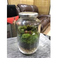 ราคา ขวดโหลแก้ว TERRARIUM จัดสวนในขวดโหล DIY ขนาดใหญ่ ปากกว้าง (1892368953)