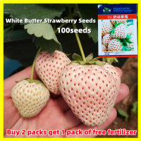 ราคา เมล็ดสตรอเบอร์รี่ขาว White Strawberry Seeds งอกง่าย 100เมล็ด ซอง เมล็ดสตรอเบอร์รี่ ขาว Sweet Trawberry Seeds Vegetables Fruit Seeds for Planting Strawberry Plants Seeds เมล็ด สตรอเบอรี่สีขาว เมล็ดผลไม