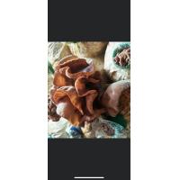 ราคา ก้อนเชื้อเห็ดหูหนู เห็ดหูหนูสวยๆ ก้อนเชื้อแรง ก้อนละ20 บาท พร้อมส่ง (21288459567)