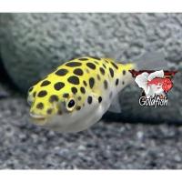 ราคา อาหารปลา ปลาปักเป้าฟิชโช่ ฟองตัวได้ อยู่น้ำจืด เลี้ยงง่าย มีประกันคะ (21366487389)