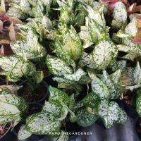 ราคา ต้นอัญมณี อโกลนีมา ไม้มงคล ในกระถาง 5 6 นิ้ว อัญมณีแดง อัญมณีขาว อัญมณีชมพู (17295455313)