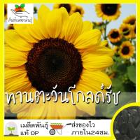 ราคา เมล็ดพันธุ์ ชุด ดอกทานตะวัน ขายดีที่สุด ปลูกง่าย โตไว ดอกดกสวย พร้อมส่ง ทานตะวันแคระ โกลด์รัช ซันโกลด์ ยักษ์แมมมอธ ทานตะวันสีแดง (8905626717)
