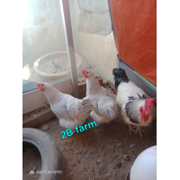 ราคา ไข่เชื้อ ไก่ไข่ไลท์ชัชเชค ออสเตรเลีย ชุด 3 ฟองสำหรับฟัก รับประกันไข่แตกจากการขนส่ง (21139654046)