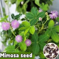 ราคา พร้อมส่ง เมล็ดพันธุ์ผักกระเฉดที่ปลูกง่าย เมล็ดสด 100 บรรจุในถุง 50 เมล็ด เหมาะสำหรับปลูกกระถางต้นไม้ กระถางสวน เมล็ดพันธุ์ดอกไม้ ไม้ดอกไม้ประดับ ปลูกได้ทั่วไทยเมล็ดพันธุ์ไม้ดอกไม้ประดับ ดอกสวยงาม สีเ 