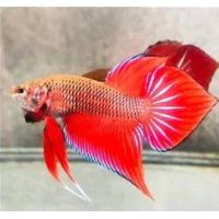 ราคา ปลากัดป่ๅเบญจรงค์ เพศผู้ มีประกัน 1ตัว แถมปลากัดป่าไซค์ขุน 1 ตัว คละเพศ คละสี คละสายพันธุ์ปลาป่า (21324110282)