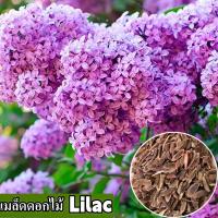 ราคา พร้อมส่ง ง่ายต่อการปลูกเมล็ดพันธุ์ดอกไม้กานพลู 100 เมล็ดกานพลูสดบรรจุ 50 เมล็ดผสมสีเมล็ดกานพลูสำหรับปลูกและสวนเมล็ดพันธุ์ดอกไม้บอนไซราคาถูกเมล็ดบอนไซต้นไม้มงคลบอนไซดอกไม้ที่สวยงามเมล็ดพันธุ์ดอกไม้ไม้ 