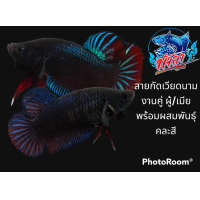ราคา ปลากัด สายกัดเวียดนาม แพ๊ค1คู่ คละสี พร้อมผสมพันธุ์ มีประกันสินค้า (16914225265)