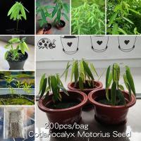 ราคา 200PCS Rare Codariocalyx Motorius Seeds Dancing Grass Seeds Lover Grass Flower Plant ต้นคล้าไม้มงคล ต้นบอนสี เมล็ดบอนสี ไม้มงคลยอดนิยม เมล็ดดอกไม้ หัวบอนสี ไม้ประดับมงคล ไม้ประดับมงคล ต้นไม้ฟอกอากาศ เ