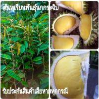 ราคา ต้นทุเรียนนกกระจิบ ต้นทุเรียนนกหยิบ เสียบยอด ต้นสูง70 80เซน 1ต้น (14099493597)