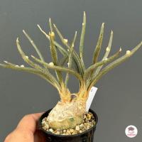 ราคา คาปุดเมดูซ่า Astrophytum Carput Medusa แคคตัส กระบองเพชร cactus succulent (8161547467)
