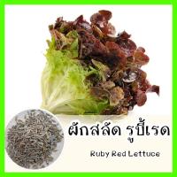 ราคา พร้อมส่ง รหัส 040 เมล็ดพันธุ์แท้ OP แท้ ผักสลัด รูบี้เรด ใบหยิกสีแดงสวย ปลูกง่าย รสชาติดี Ruby Red Lettuce เมล็ดผักสลัด (6645784651)