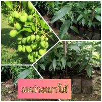 ราคา ต้นมะม่วงเบาใต้ 1 ลังบรรจุ 4 ต้น (20997377748)