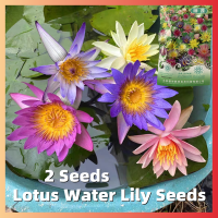ราคา 2เมล็ด ซอง บัวจิ๋ว Mini Lotus Water Lily Seeds for Sale บัว เมล็ดบัวจิ๋ว เมล็ดดอกไม้ บัวแคระ เมล็ดบัวแคระ ดอกบัวน้ำ บัวจิ๋วญี่ปุ่น บอนสี Flower Seed Hydroponic Plants ต้นไม้ฟอกอากาศ เมล็ดบอนสี บอนสีหา