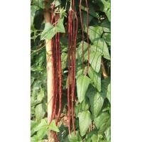 ราคา เมล็ดพันธุ์ เมล็ดถั่วฝักยาว ถั่วฝักยาวสีม่วง ถั่วฝักยาวสีแดง 300 เมล็ด 10 แถม 1 คละได้ (9093373003)