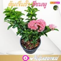 ราคา ต้นเข็มแคระดอกสีชมพู กระถาง 6 นิ้ว ส่งพร้อมกระถาง เข็มรั้วไม้จัดสวน (20499610874)