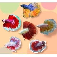 ราคา ปลากัดฮาฟมูนเพศชาย คัดเกรด คละสีสัน มีรับประกันสินค้า (21199564569)