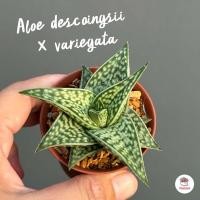 ราคา รวมอโลและฮาโวเทีย Mix Aloe Haworthia หลายสายพันธุ์ ส่งทั้งกระถาง cactus succulent (20724494864)