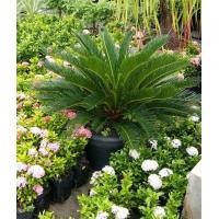 ราคา ต้นปรง ญี่ปุ่น ปรงญี่ปุ่น Cycas revoluta Thunb จัดส่งพร้อมกระถาง 15 นิ้ว ลำต้นสูง 1 เมตร ถ่ายรูปจากสินค้าจริงที่จัดจำหน่าย (21008049843)