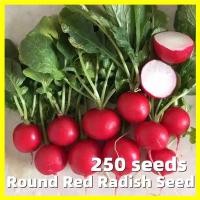 ราคา เมล็ดพันธุ์ แรดิช เชอรี่เบลล์ Red Cherry Belle Radish Seed งอกง่าย 250เมล็ด ซอง คุณภาพดี ราคาถูก ของแท้ 100 แรดิช เมล็ดพันธุ์แรดิช เมล็ดแรดิช Organic Vegetable Seeds Mini Red Radish Plants Seeds เมล็ด