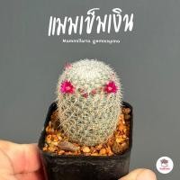 ราคา แมมเข็มเงิน กระถาง2นิ้ว Mammillaria geminispina แคคตัส กระบองเพชร cactus succulent (20898940683)