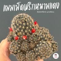 ราคา แมมเม็ดพริกหนามแดง กระถาง2 5นิ้ว Mammillaria prolifera แคคตัส กระบองเพชร cactus succulent (21271707686)
