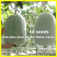 ราคา เมล็ดพันธุ์ฟักหอม Pink Skin Winter Melon Seeds บรรจุ 30 เมล็ด คุณภาพดี ราคาถูก ของแท้ 100 เมล็ดพันธุ์ฟักหอมหรือฟักป้อม กลิ่นหอมเหมือนใบเตย Giant Winter Melon Vegetable Seeds for Gardening Wax Gourd Se