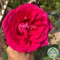 ราคา กุหลาบ สีชมพูอมม่วงเข้ม ดอกหอม กุหลาบพุ่ม แบบถุง (7505203197)