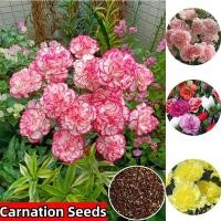 ราคา พร้อมส่ง 100 เมล็ดคาร์เนชั่นที่มีอัตราการงอกสูง เมล็ดพันธุ์ที่สามารถปลูกได้ทั่วไทย เมล็ดพันธุ์ดอกคาร์เนชั่น เมล็ดพันธุ์ดอกคาร์เนชั่น เมล็ดพันธุ์ดอกไม้ผสมสี เมล็ดพันธุ์ดอกไม้แคระมงคล เมล็ดพันธุ์ดอกไม้ 