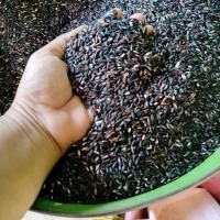 ราคา ข้าวเหนียวดำใหม่ขัดอ่อนนุ่ม ตราเด็กหัวจุกแพ็คสุญญากาศ1กก 1กล่องบรรจุ10กก ราคา580 เท่านั้น (20969815625)