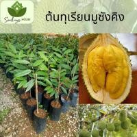 ราคา ทุเรียนมูซังคิง ต้นทาบยอด สูง 60 80 ซม ไส้เหลืองหอมมาก เมล็ดเล็กหรือแบน ต้นทุเรียนมูซังคิง (20873912844)