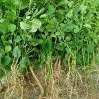 ราคา ตำแยแมว หรือกันชาแมวแบบล้างราก 20 ต้น 40 บาท (16691924905)